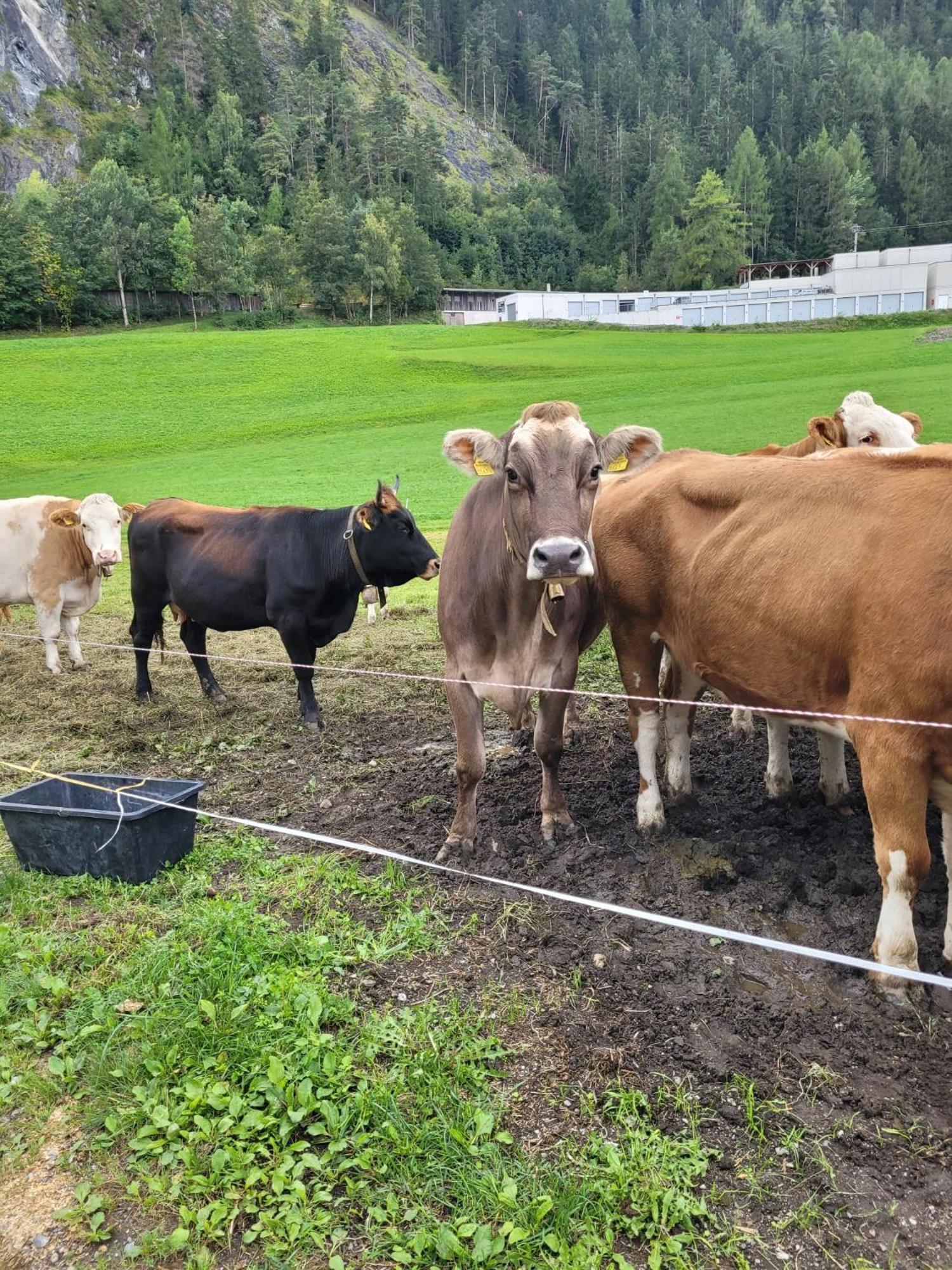 Ferienhof Bichlhof Arzl im Pitztal Extérieur photo