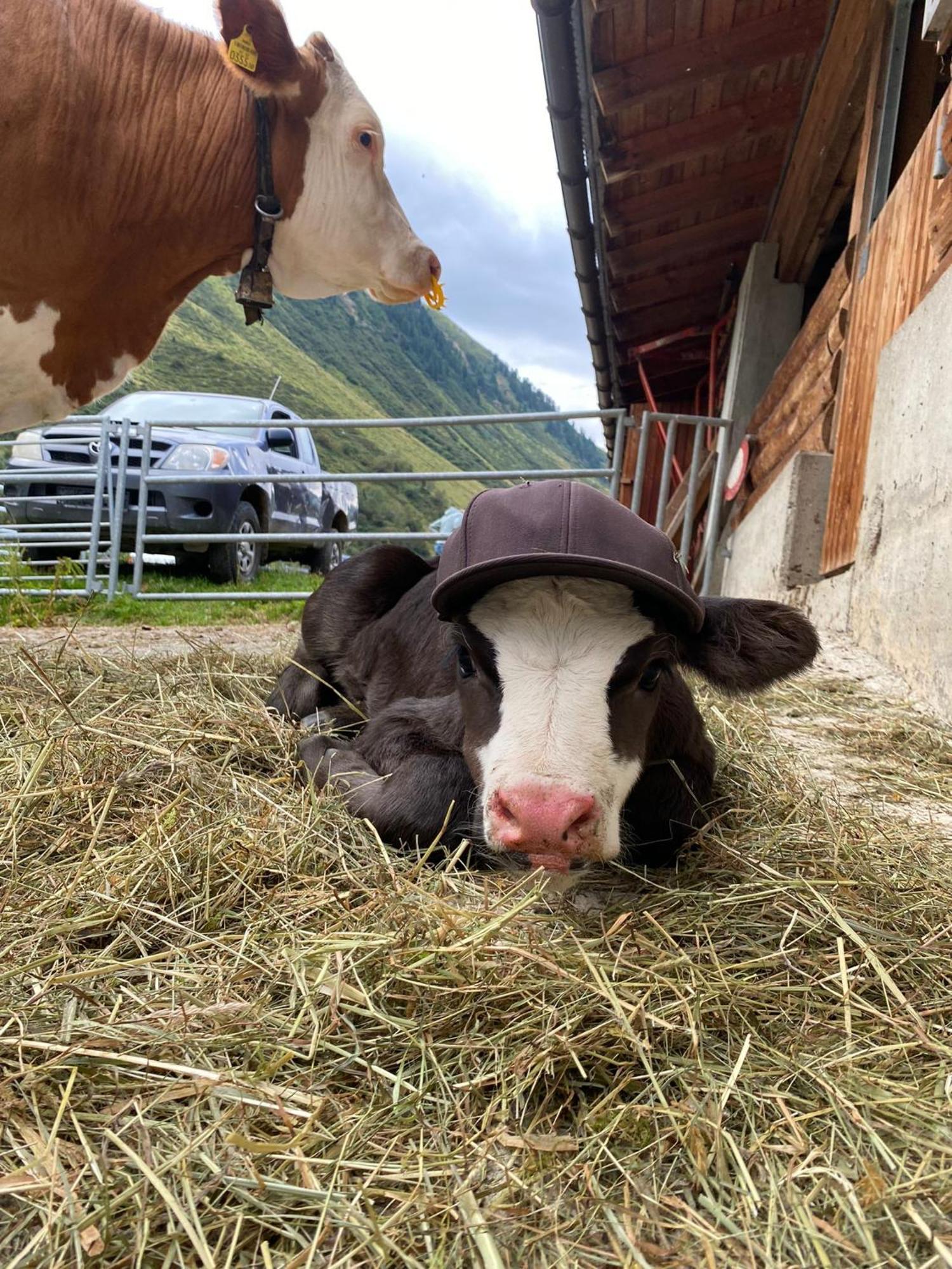 Ferienhof Bichlhof Arzl im Pitztal Extérieur photo