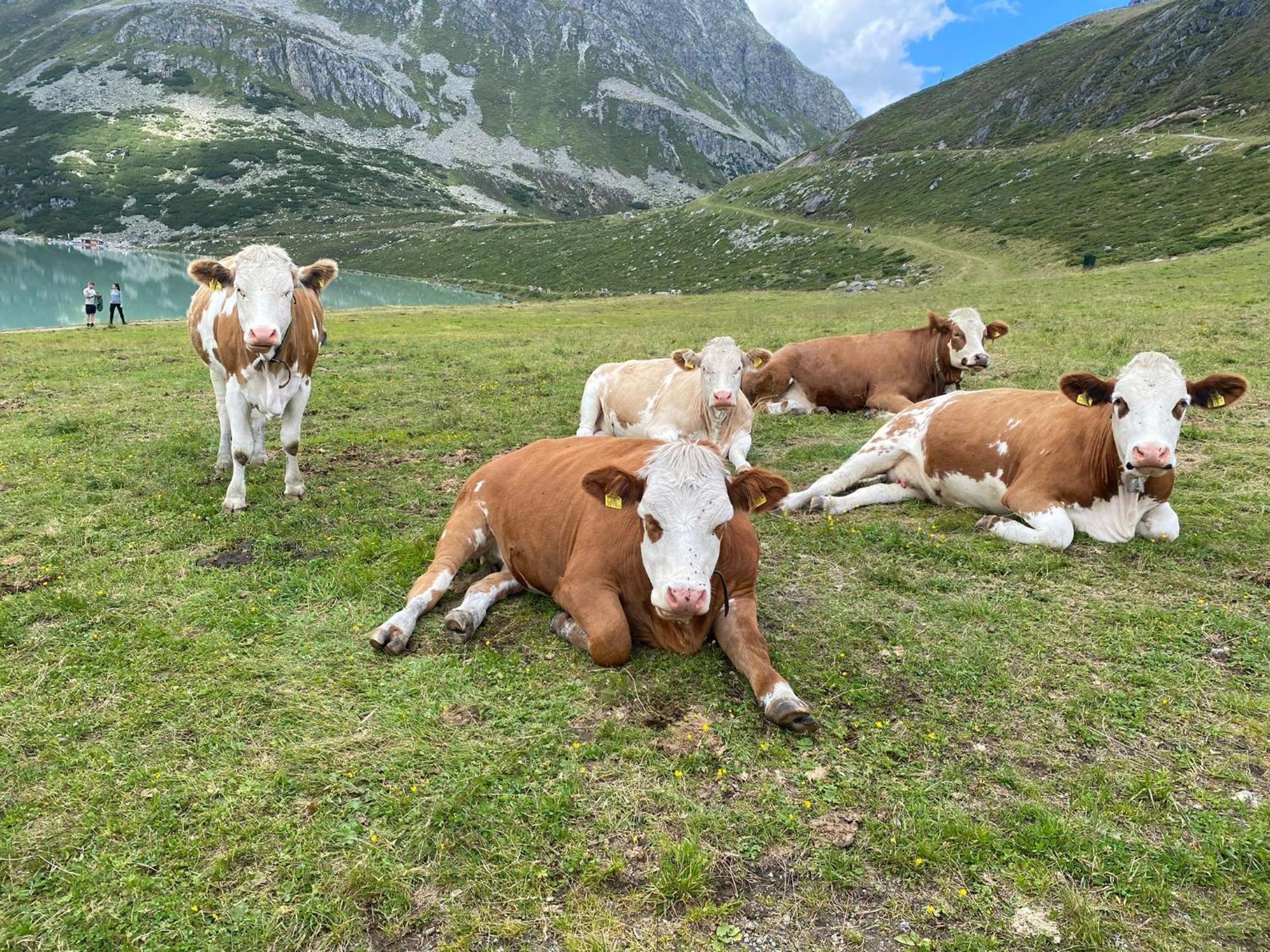 Ferienhof Bichlhof Arzl im Pitztal Chambre photo